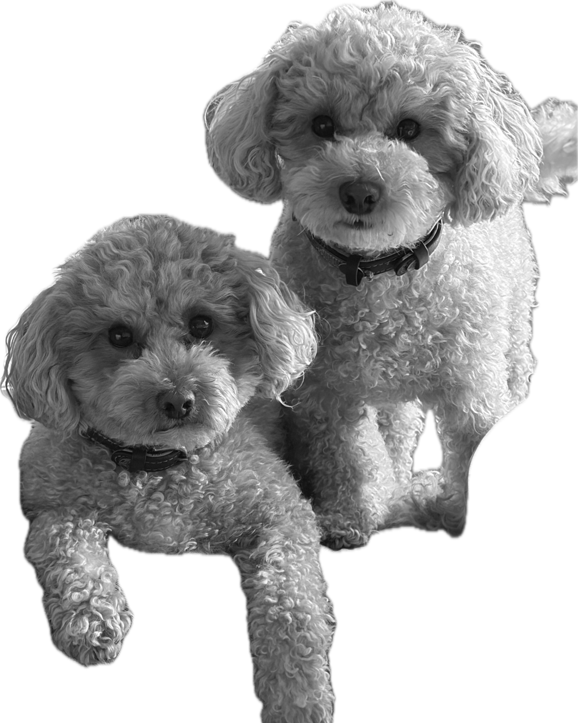 Ted en Jip, Kantoorhonden